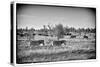 Awesome South Africa Collection B&W - Zebras Herd on Savanna III-Philippe Hugonnard-Stretched Canvas