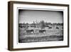 Awesome South Africa Collection B&W - Zebras Herd on Savanna III-Philippe Hugonnard-Framed Photographic Print