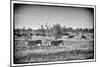 Awesome South Africa Collection B&W - Zebras Herd on Savanna III-Philippe Hugonnard-Mounted Photographic Print