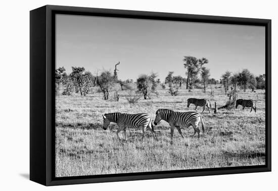 Awesome South Africa Collection B&W - Zebras Herd on Savanna-Philippe Hugonnard-Framed Stretched Canvas