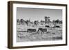 Awesome South Africa Collection B&W - Zebras Herd on Savanna-Philippe Hugonnard-Framed Photographic Print