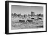 Awesome South Africa Collection B&W - Zebras Herd on Savanna-Philippe Hugonnard-Framed Photographic Print