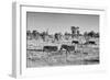 Awesome South Africa Collection B&W - Zebras Herd on Savanna-Philippe Hugonnard-Framed Photographic Print