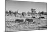 Awesome South Africa Collection B&W - Zebras Herd on Savanna-Philippe Hugonnard-Mounted Photographic Print