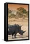 Awesome South Africa Collection - Black Rhinoceros and Savanna Landscape at Sunset I-Philippe Hugonnard-Framed Stretched Canvas