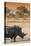 Awesome South Africa Collection - Black Rhinoceros and Savanna Landscape at Sunset I-Philippe Hugonnard-Stretched Canvas