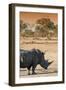 Awesome South Africa Collection - Black Rhinoceros and Savanna Landscape at Sunset I-Philippe Hugonnard-Framed Photographic Print