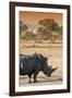 Awesome South Africa Collection - Black Rhinoceros and Savanna Landscape at Sunset I-Philippe Hugonnard-Framed Photographic Print