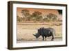 Awesome South Africa Collection - Black Rhinoceros and Savanna Landscape at Sunset-Philippe Hugonnard-Framed Photographic Print