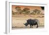 Awesome South Africa Collection - Black Rhinoceros and Savanna Landscape at Sunset-Philippe Hugonnard-Framed Photographic Print