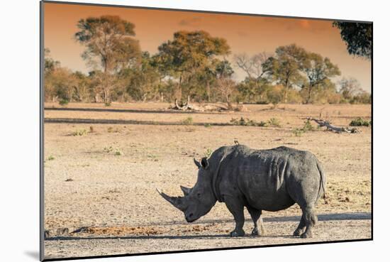 Awesome South Africa Collection - Black Rhinoceros and Savanna Landscape at Sunset-Philippe Hugonnard-Mounted Photographic Print