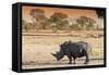 Awesome South Africa Collection - Black Rhinoceros and Savanna Landscape at Sunset-Philippe Hugonnard-Framed Stretched Canvas