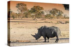 Awesome South Africa Collection - Black Rhinoceros and Savanna Landscape at Sunset-Philippe Hugonnard-Stretched Canvas