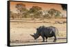 Awesome South Africa Collection - Black Rhinoceros and Savanna Landscape at Sunset-Philippe Hugonnard-Framed Stretched Canvas