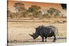 Awesome South Africa Collection - Black Rhinoceros and Savanna Landscape at Sunset-Philippe Hugonnard-Stretched Canvas