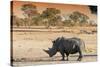 Awesome South Africa Collection - Black Rhinoceros and Savanna Landscape at Sunset-Philippe Hugonnard-Stretched Canvas