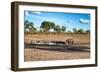 Awesome South Africa Collection - Black Rhinoceros and Savanna Landscape at Sunset-Philippe Hugonnard-Framed Photographic Print