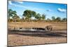 Awesome South Africa Collection - Black Rhinoceros and Savanna Landscape at Sunset-Philippe Hugonnard-Mounted Photographic Print