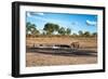 Awesome South Africa Collection - Black Rhinoceros and Savanna Landscape at Sunset-Philippe Hugonnard-Framed Premium Photographic Print