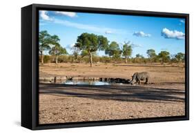 Awesome South Africa Collection - Black Rhinoceros and Savanna Landscape at Sunset-Philippe Hugonnard-Framed Stretched Canvas