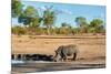 Awesome South Africa Collection - Black Rhinoceros and Savanna Landscape-Philippe Hugonnard-Mounted Photographic Print