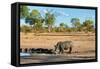 Awesome South Africa Collection - Black Rhinoceros and Savanna Landscape-Philippe Hugonnard-Framed Stretched Canvas