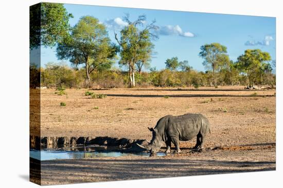 Awesome South Africa Collection - Black Rhinoceros and Savanna Landscape-Philippe Hugonnard-Stretched Canvas