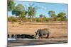 Awesome South Africa Collection - Black Rhinoceros and Savanna Landscape-Philippe Hugonnard-Mounted Photographic Print