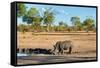 Awesome South Africa Collection - Black Rhinoceros and Savanna Landscape-Philippe Hugonnard-Framed Stretched Canvas