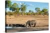 Awesome South Africa Collection - Black Rhinoceros and Savanna Landscape-Philippe Hugonnard-Stretched Canvas