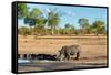 Awesome South Africa Collection - Black Rhinoceros and Savanna Landscape-Philippe Hugonnard-Framed Stretched Canvas