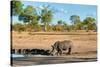 Awesome South Africa Collection - Black Rhinoceros and Savanna Landscape-Philippe Hugonnard-Stretched Canvas