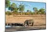 Awesome South Africa Collection - Black Rhinoceros and Savanna Landscape-Philippe Hugonnard-Mounted Photographic Print