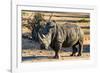 Awesome South Africa Collection - Black Rhinoceros I-Philippe Hugonnard-Framed Photographic Print