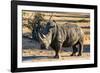 Awesome South Africa Collection - Black Rhinoceros I-Philippe Hugonnard-Framed Photographic Print