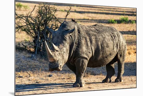 Awesome South Africa Collection - Black Rhinoceros I-Philippe Hugonnard-Mounted Photographic Print
