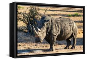 Awesome South Africa Collection - Black Rhinoceros I-Philippe Hugonnard-Framed Stretched Canvas