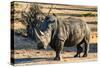 Awesome South Africa Collection - Black Rhinoceros I-Philippe Hugonnard-Stretched Canvas