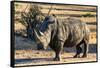 Awesome South Africa Collection - Black Rhinoceros I-Philippe Hugonnard-Framed Stretched Canvas