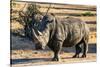 Awesome South Africa Collection - Black Rhinoceros I-Philippe Hugonnard-Stretched Canvas