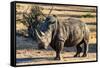 Awesome South Africa Collection - Black Rhinoceros I-Philippe Hugonnard-Framed Stretched Canvas