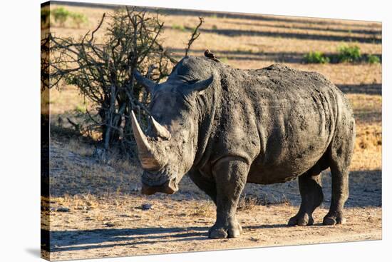 Awesome South Africa Collection - Black Rhinoceros I-Philippe Hugonnard-Stretched Canvas