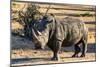 Awesome South Africa Collection - Black Rhinoceros I-Philippe Hugonnard-Mounted Premium Photographic Print