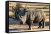 Awesome South Africa Collection - Black Rhinoceros I-Philippe Hugonnard-Framed Stretched Canvas