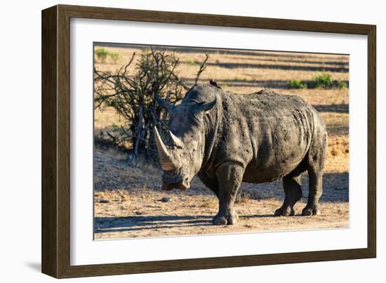 Awesome South Africa Collection - Black Rhinoceros I-Philippe Hugonnard-Framed Photographic Print