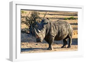 Awesome South Africa Collection - Black Rhinoceros I-Philippe Hugonnard-Framed Photographic Print