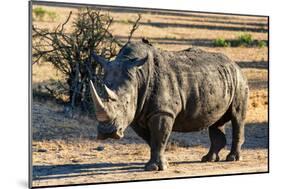 Awesome South Africa Collection - Black Rhinoceros I-Philippe Hugonnard-Mounted Photographic Print