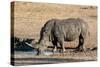 Awesome South Africa Collection - Black Rhinoceros II-Philippe Hugonnard-Stretched Canvas