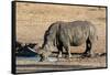 Awesome South Africa Collection - Black Rhinoceros II-Philippe Hugonnard-Framed Stretched Canvas