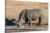 Awesome South Africa Collection - Black Rhinoceros II-Philippe Hugonnard-Stretched Canvas